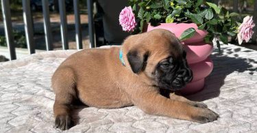 9 AKC English Mastiff puppies for sale