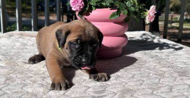 9 AKC English Mastiff puppies for sale