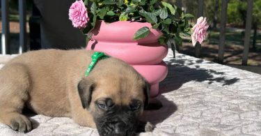 9 AKC English Mastiff puppies for sale