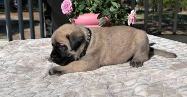 9 AKC English Mastiff puppies for sale