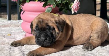 9 AKC English Mastiff puppies for sale
