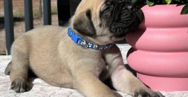 9 AKC English Mastiff puppies for sale