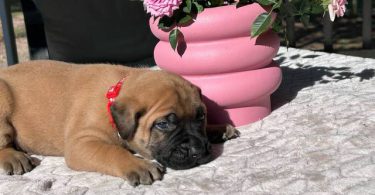 9 AKC English Mastiff puppies for sale
