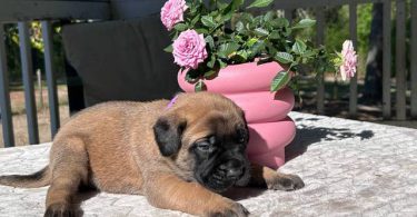 9 AKC English Mastiff puppies for sale