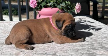9 AKC English Mastiff puppies for sale