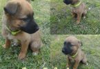 2 German Sheprador puppies available