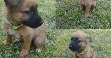 2 German Sheprador puppies available