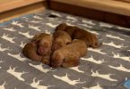 5 AKC Vizsla puppies for sale