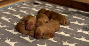 5 AKC Vizsla puppies for sale