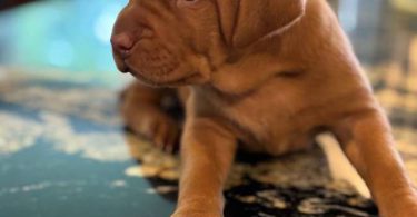 5 AKC Vizsla puppies for sale