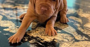 5 AKC Vizsla puppies for sale