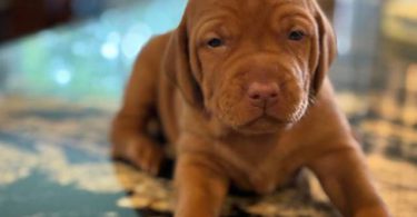 5 AKC Vizsla puppies for sale