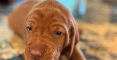 5 AKC Vizsla puppies for sale