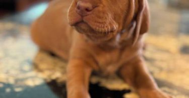 5 AKC Vizsla puppies for sale