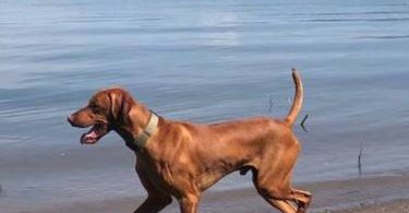 5 AKC Vizsla puppies for sale