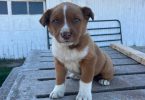 Male Aussie puppy last one