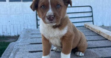 Male Aussie puppy last one
