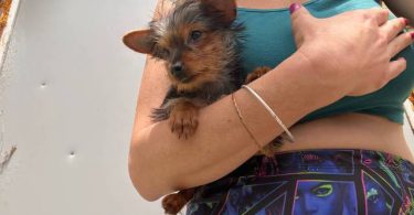 Sweet purebred Yorkshire Terrier for sale