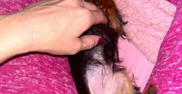 Sweet purebred Yorkshire Terrier for sale