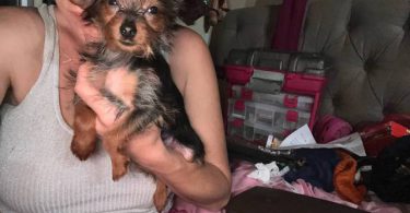 Sweet purebred Yorkshire Terrier for sale