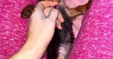 Sweet purebred Yorkshire Terrier for sale