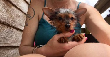 Sweet purebred Yorkshire Terrier for sale