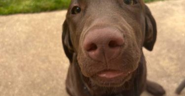 Young Chocolate Lab puppy