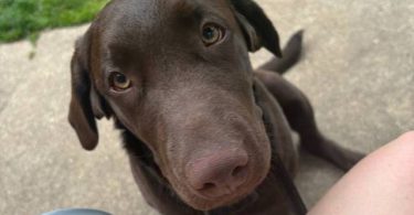 Young Chocolate Lab puppy