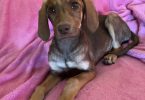 2 Labmaraner puppies looking for home