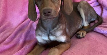 2 Labmaraner puppies looking for home