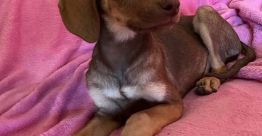 2 Labmaraner puppies looking for home