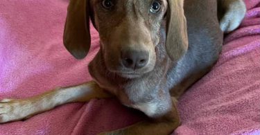 2 Labmaraner puppies looking for home