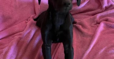2 Labmaraner puppies looking for home