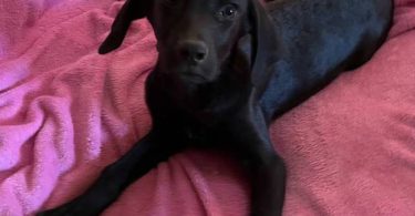 2 Labmaraner puppies looking for home