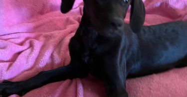 2 Labmaraner puppies looking for home