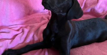 2 Labmaraner puppies looking for home