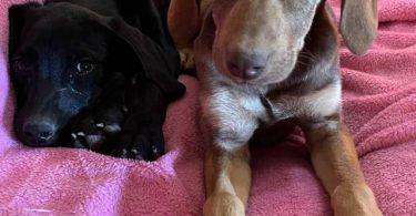 2 Labmaraner puppies looking for home