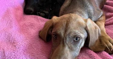 2 Labmaraner puppies looking for home
