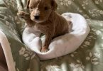 2 Yorkie poodle cross puppies for sale