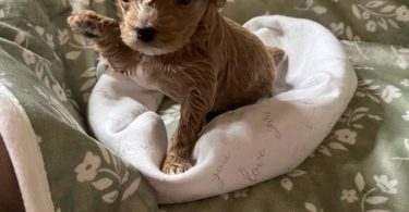 2 Yorkie poodle cross puppies for sale