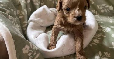 2 Yorkie poodle cross puppies for sale