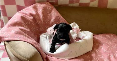 2 Yorkie poodle cross puppies for sale