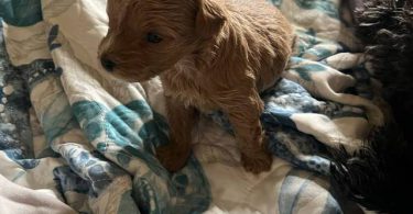 2 Yorkie poodle cross puppies for sale
