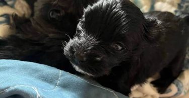 2 Yorkie poodle cross puppies for sale