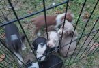 5 Chihuahua blue tri pitbull mix