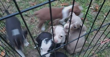 5 Chihuahua blue tri pitbull mix