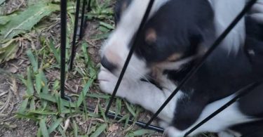 5 Chihuahua blue tri pitbull mix