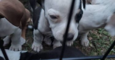 5 Chihuahua blue tri pitbull mix