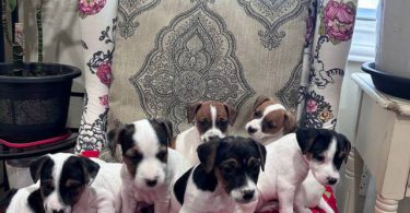 Stunning tri-color Jack Russell puppies for sale
