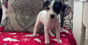 Stunning tri-color Jack Russell puppies for sale